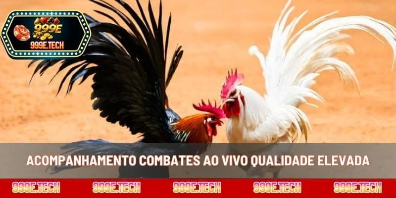 Acompanhamento combates ao vivo qualidade elevada